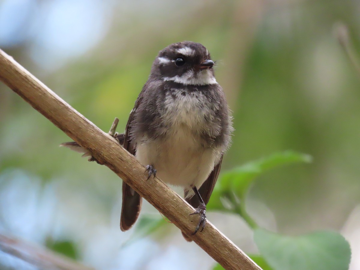 Gray Fantail - ML645041661