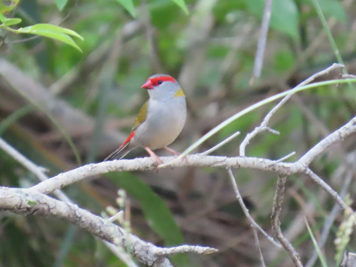 Al Kaşlı Belikınalı - ML645041681