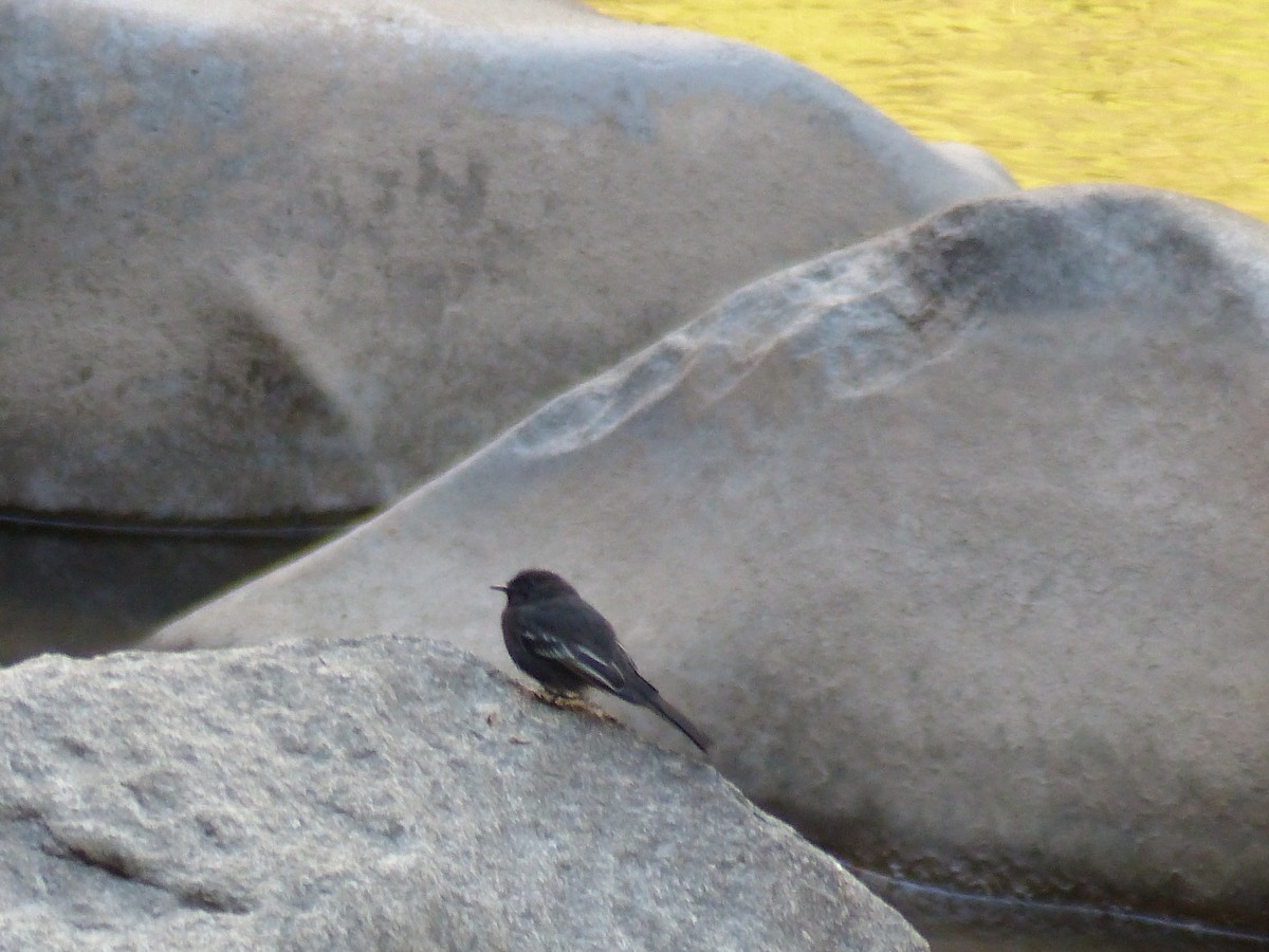 Black Phoebe - ML645041692