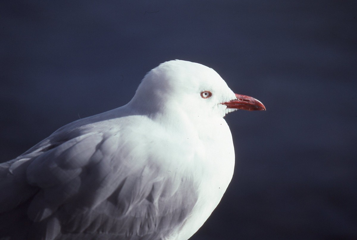 racek australský - ML645041696