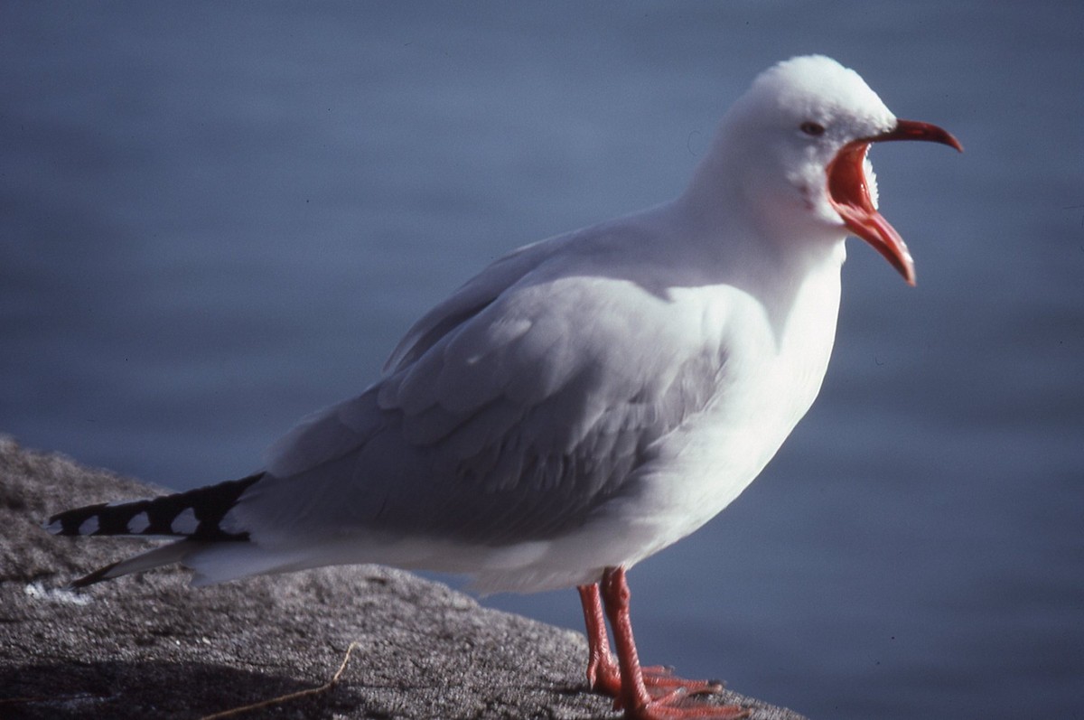 racek australský - ML645041697