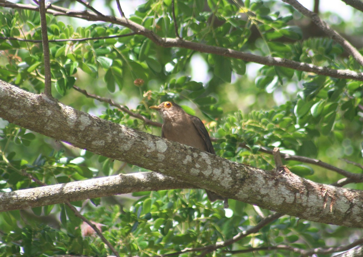 Spectacled Thrush - ML645041699