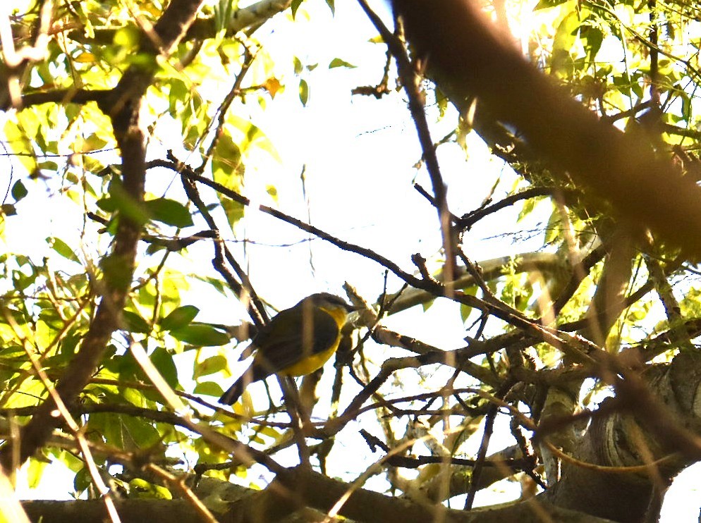 Королець жовтий - ML645041705