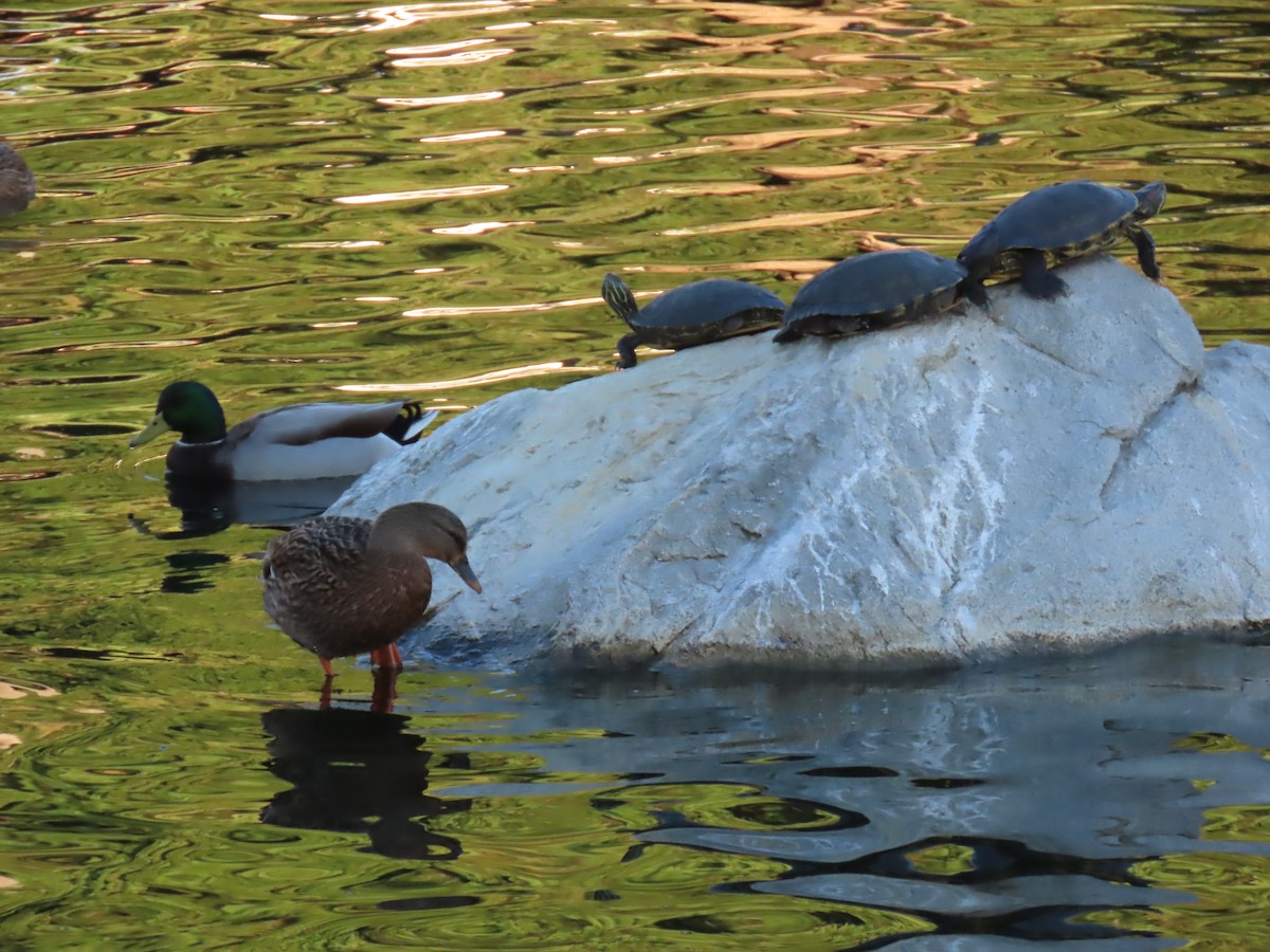 Reptiles - ML645041783