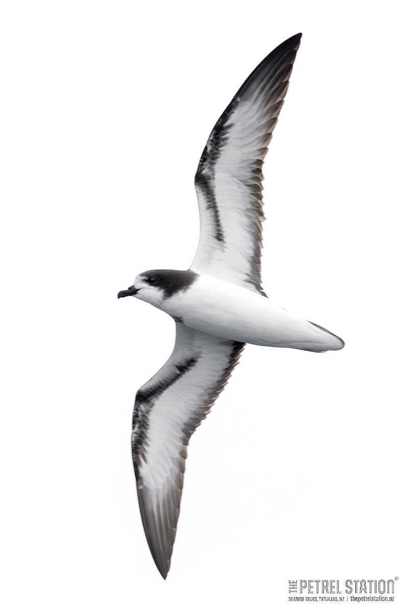 Gould's Petrel - ML645041795