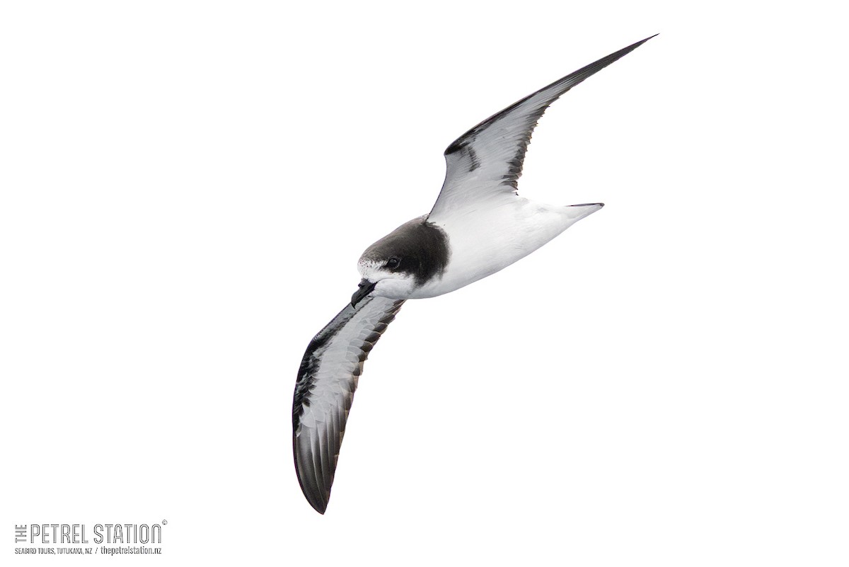 Gould's Petrel - ML645041796