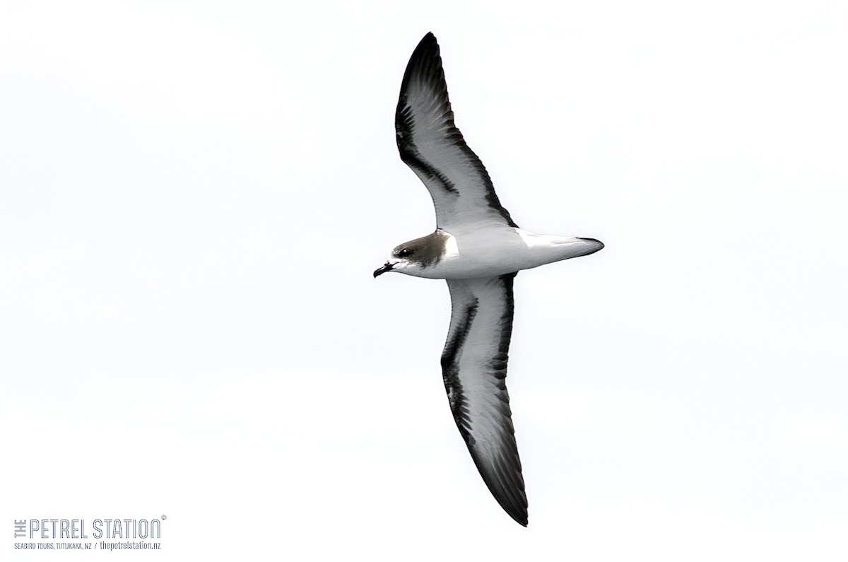 Gould's Petrel - ML645041797