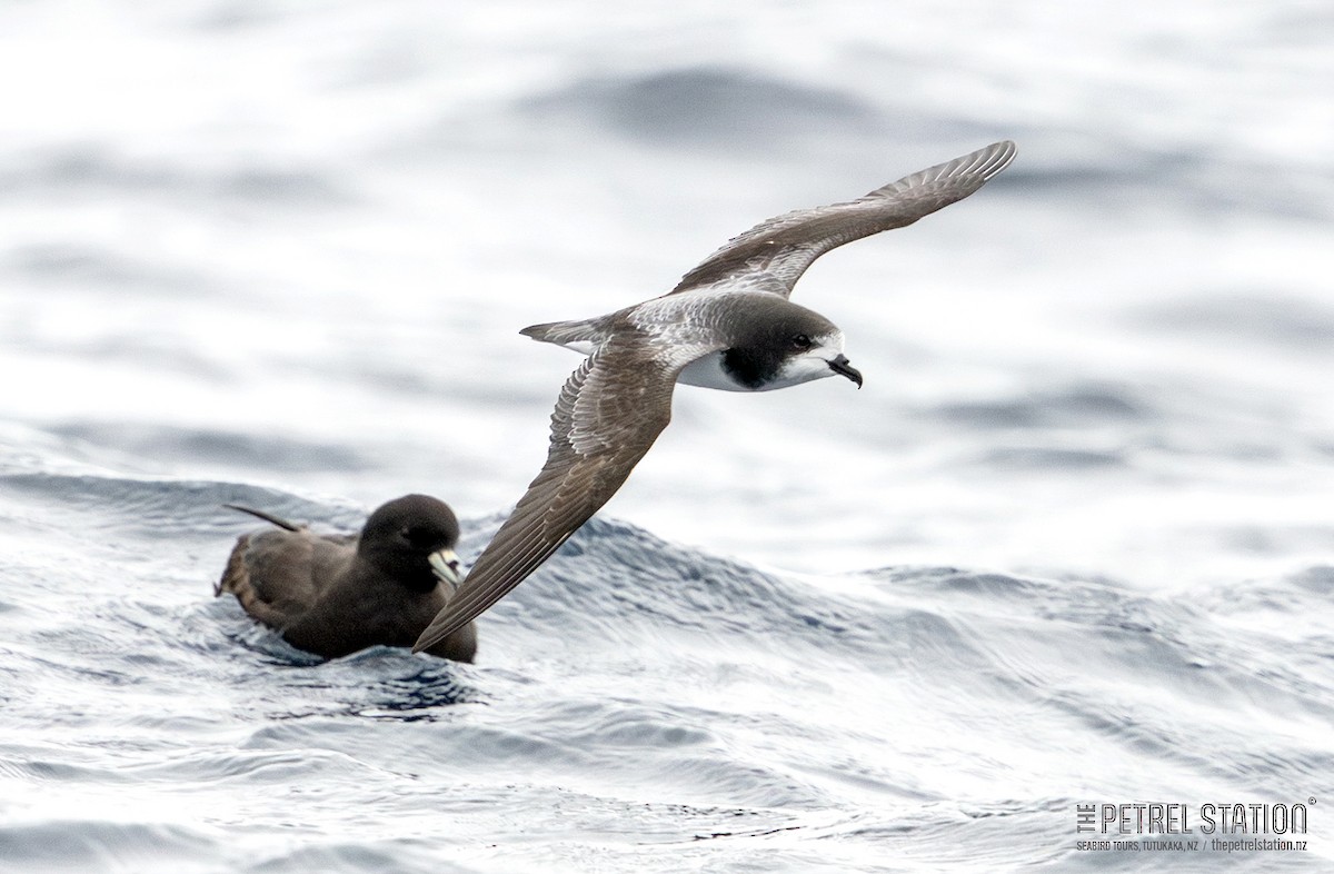 Gould's Petrel - ML645041798