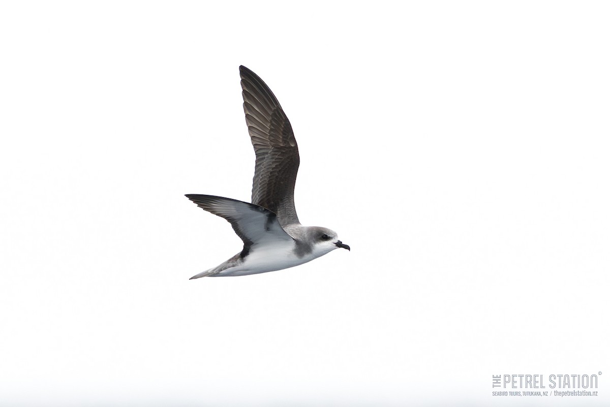 Pycroft's Petrel - ML645041819