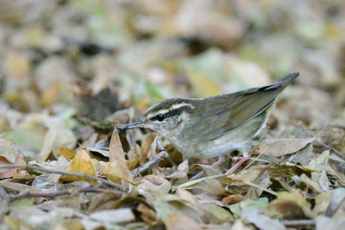 Asian Stubtail - ML645041824