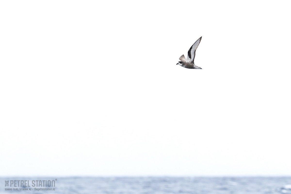 Тайфунник Піла - ML645041827