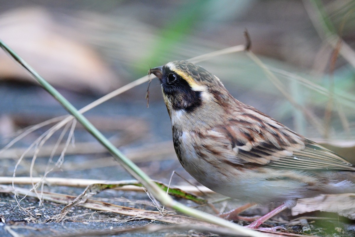 Yellow-throated Bunting - ML645041830