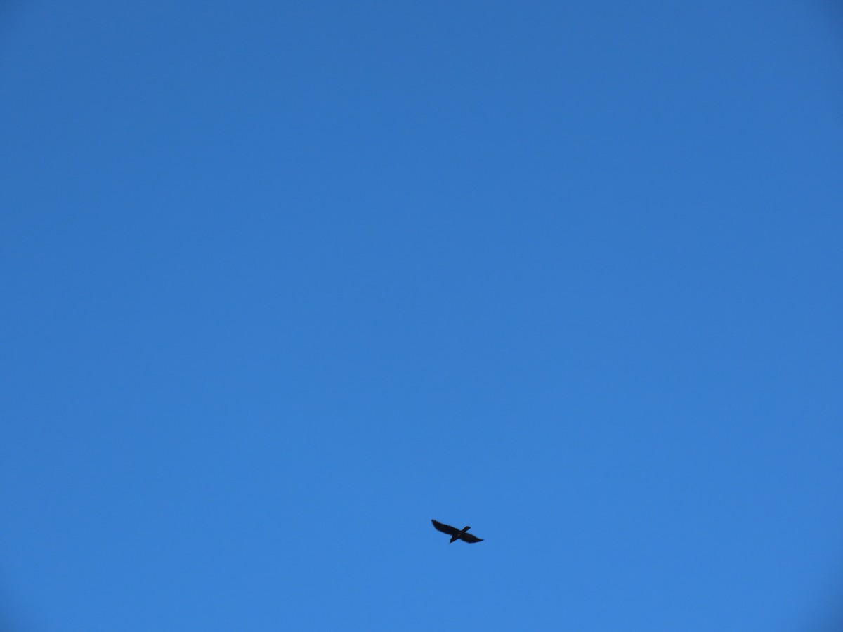 American Crow - ML645041832