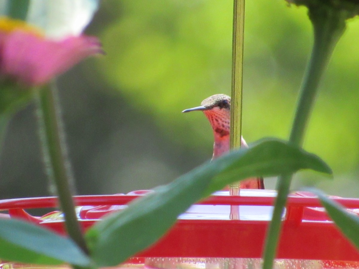 Колібрі рубіновогорлий - ML645041850