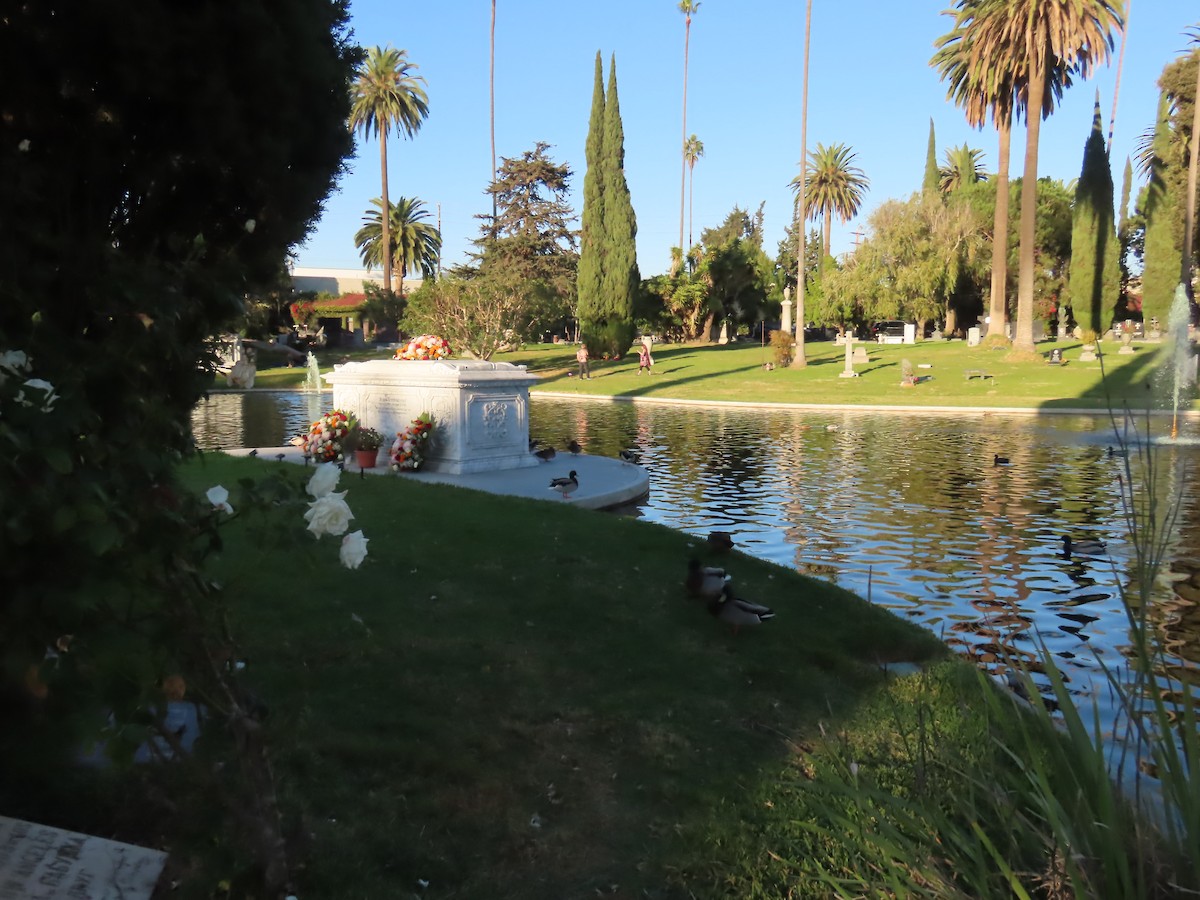 Mallard - ML645041862