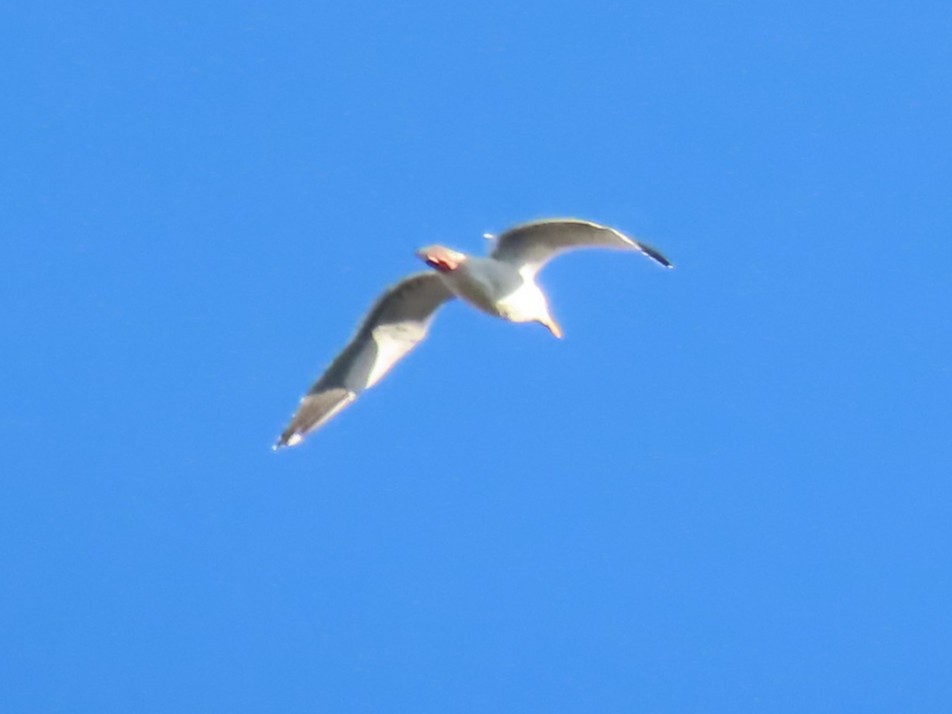 Western Gull - ML645041877