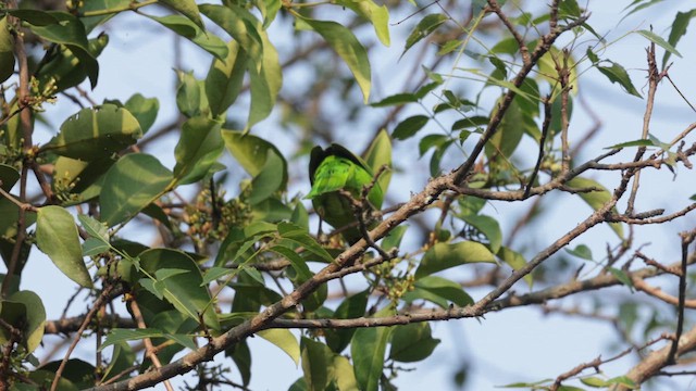 Jerdon Yaprakkuşu - ML645041885