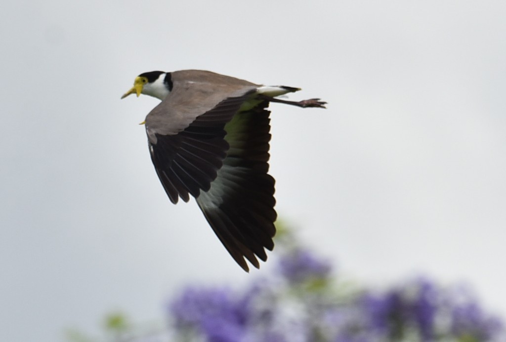 čejka australská - ML645041922