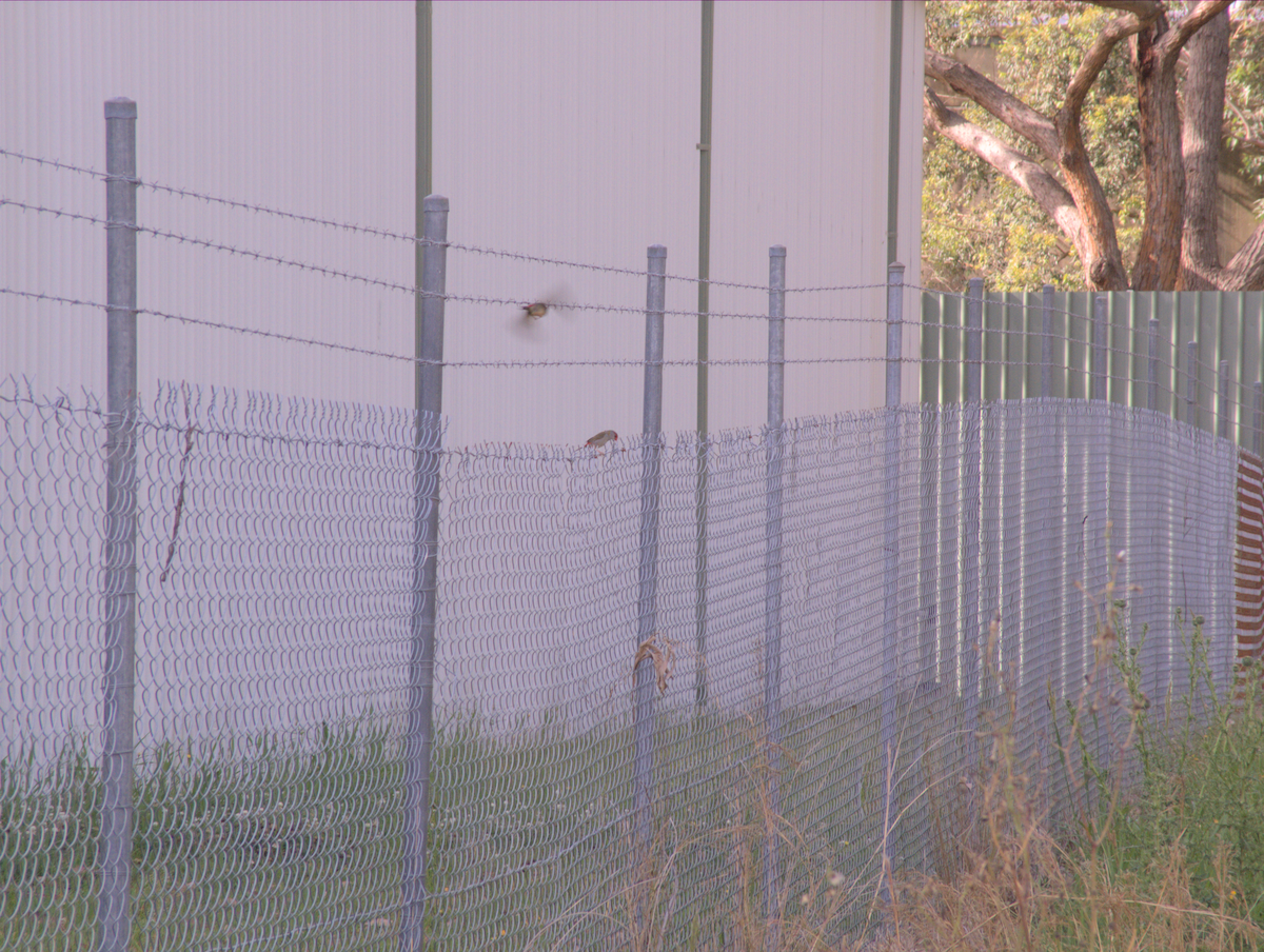 Al Kaşlı Belikınalı - ML645041928