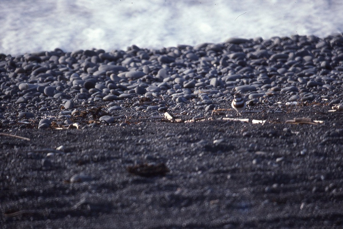 kulík dvoupruhý - ML645041930