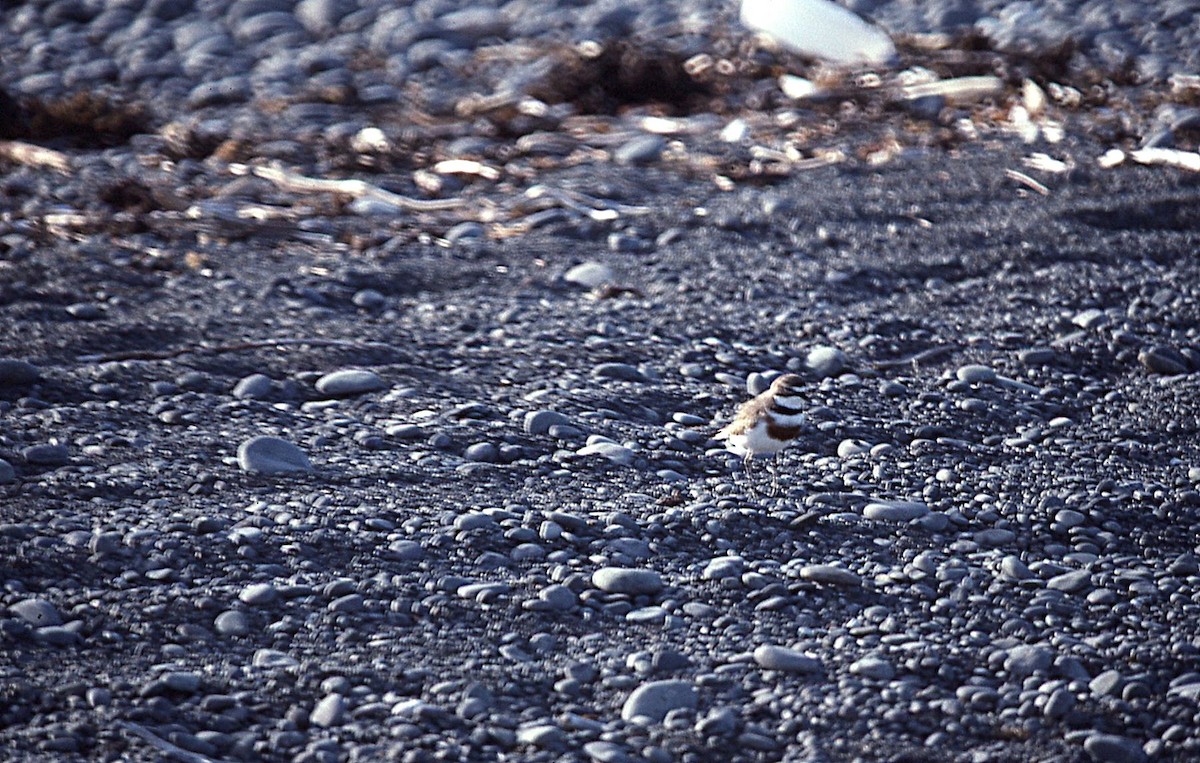 kulík dvoupruhý - ML645041931