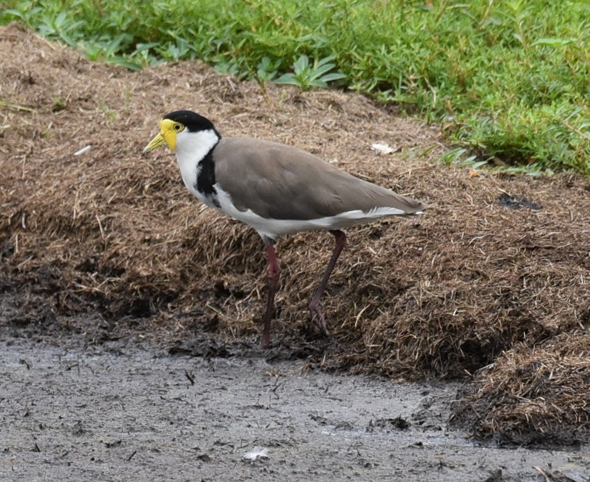 čejka australská - ML645041933