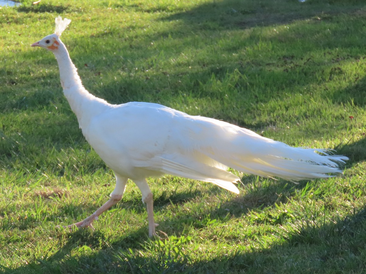 Indian Peafowl (Domestic type) - ML645041940