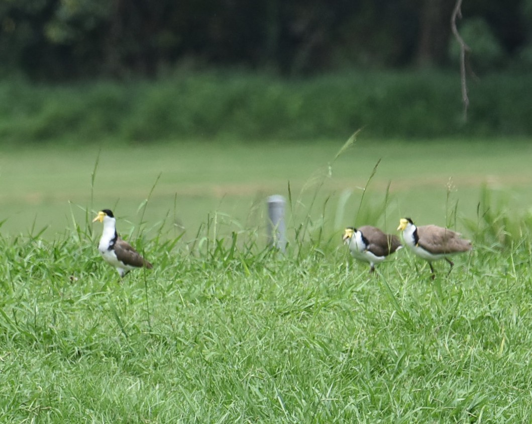 čejka australská - ML645041941