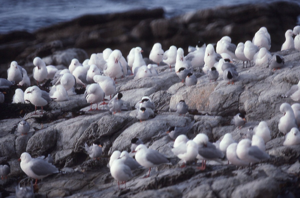 rybák novozélandský - ML645041942