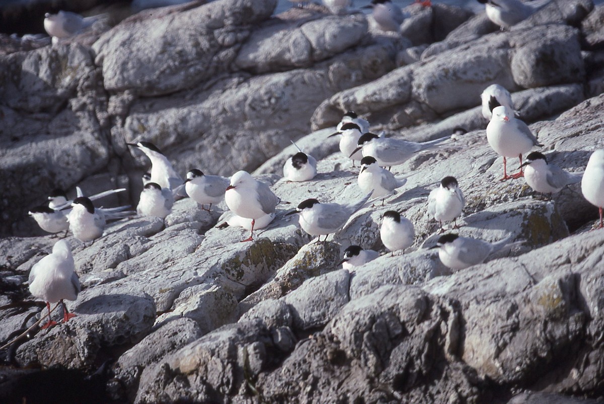rybák běločelý - ML645041953