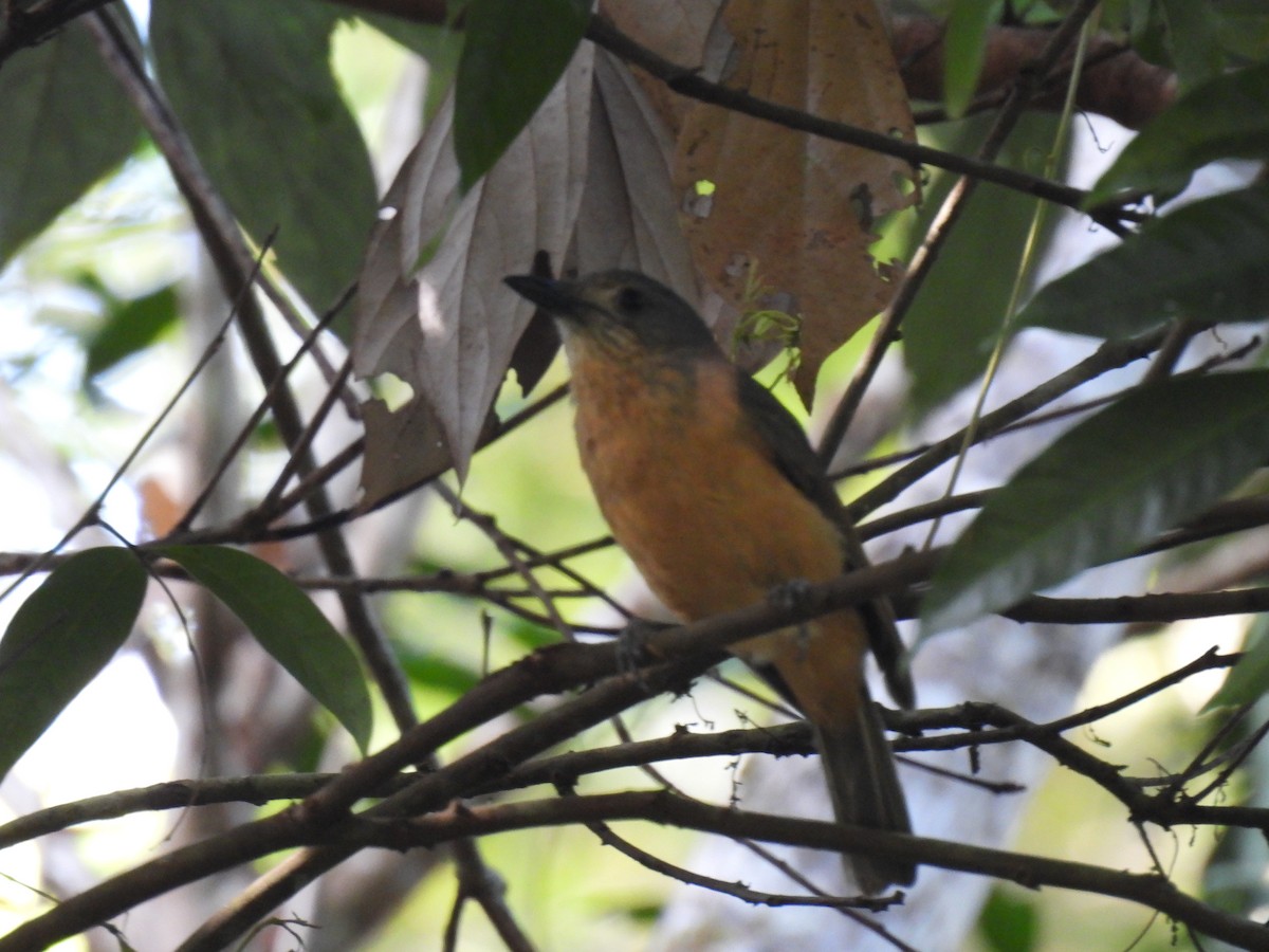 Bower's Shrikethrush - ML645041969
