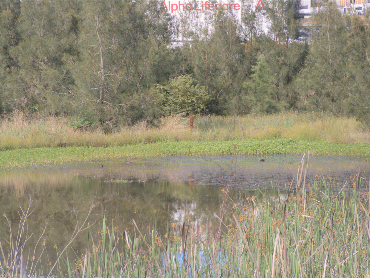 Chestnut Teal - ML645041970