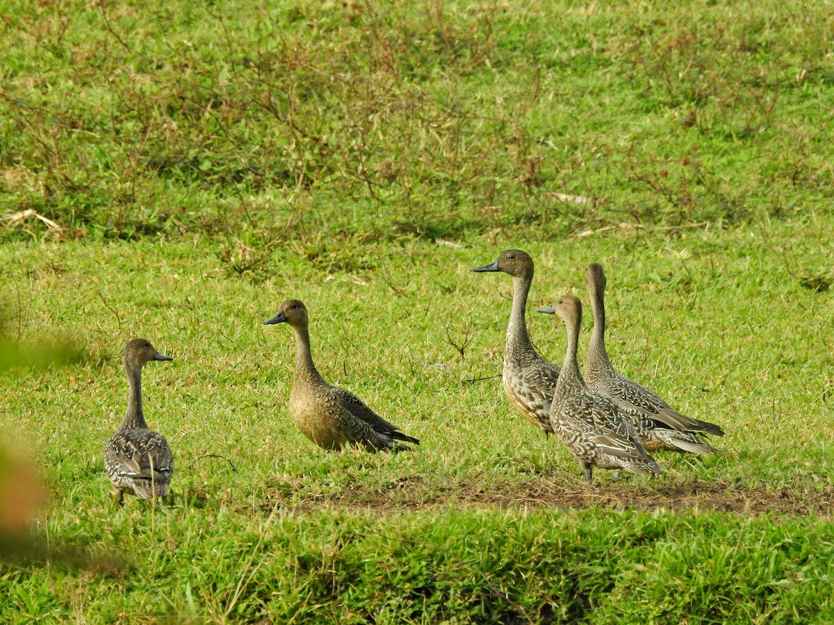 尖尾鴨 - ML645041972