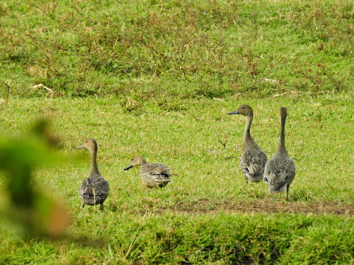 尖尾鴨 - ML645041973