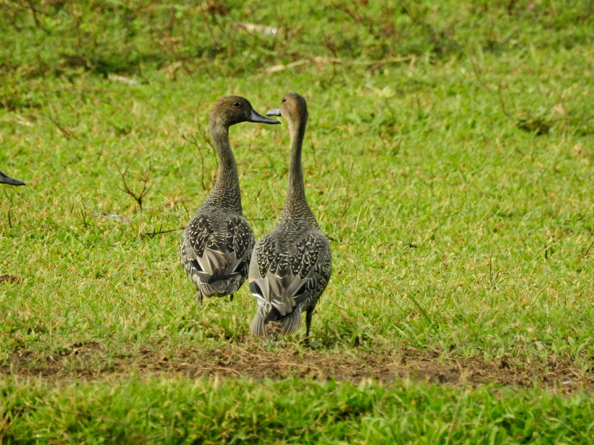 尖尾鴨 - ML645041974