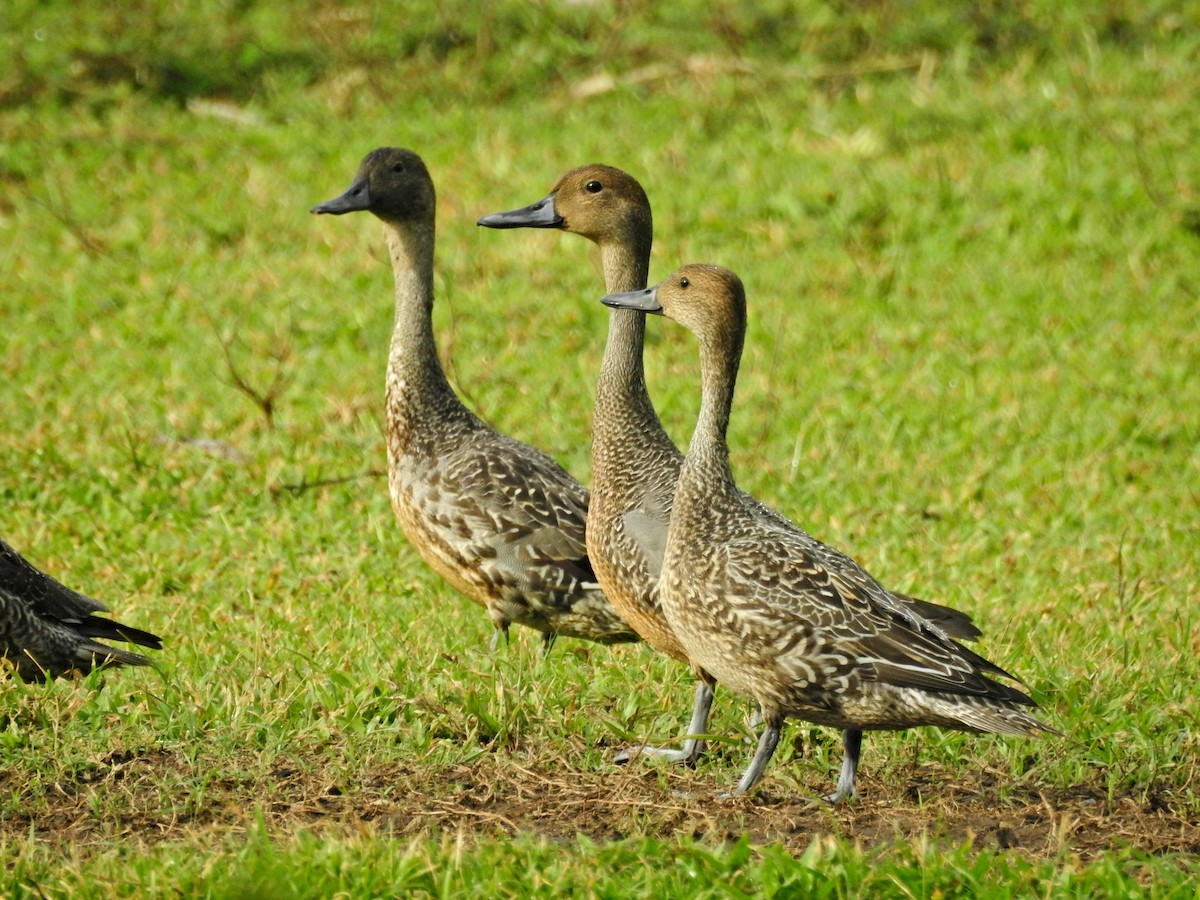 尖尾鴨 - ML645041975