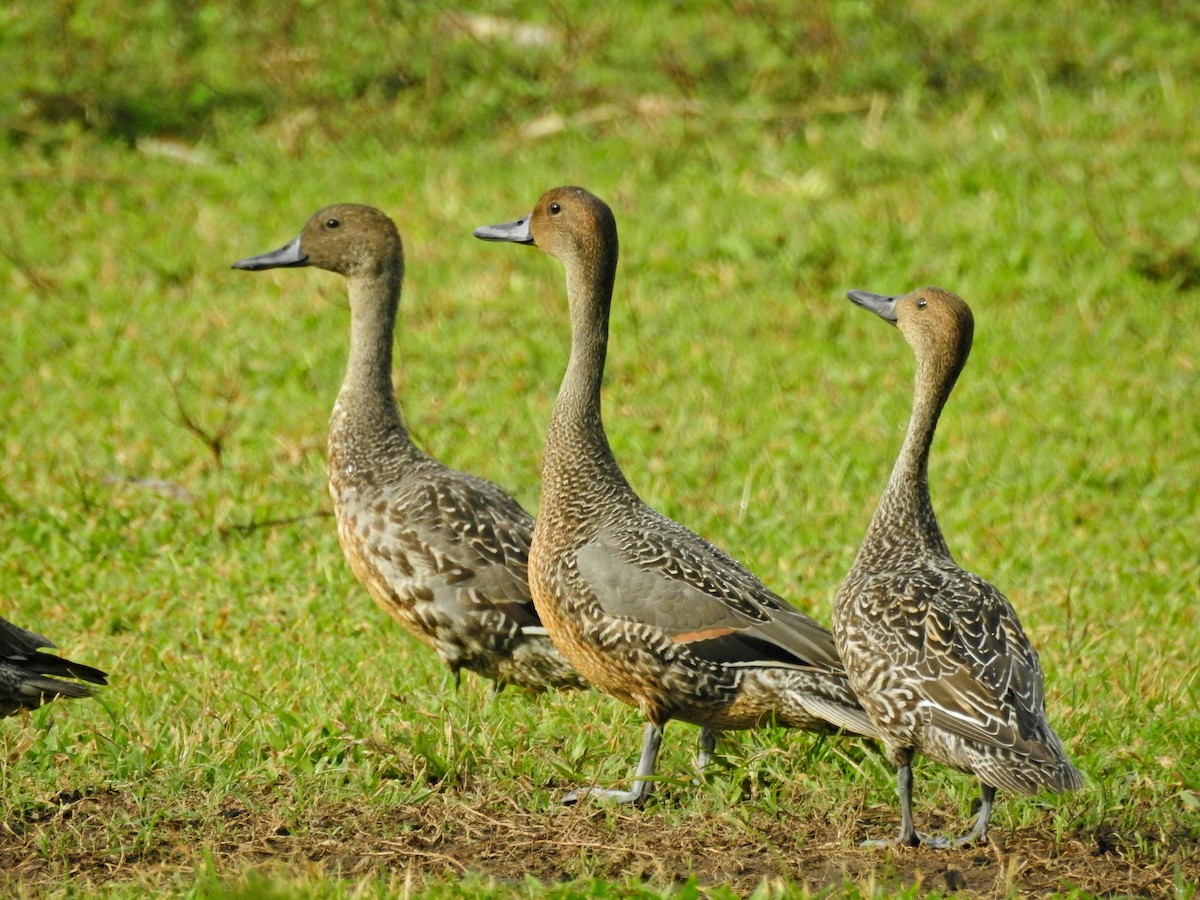 尖尾鴨 - ML645041977