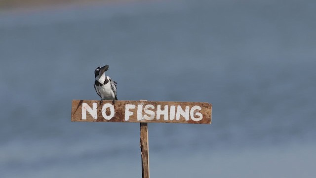 斑翡翠 - ML645041979