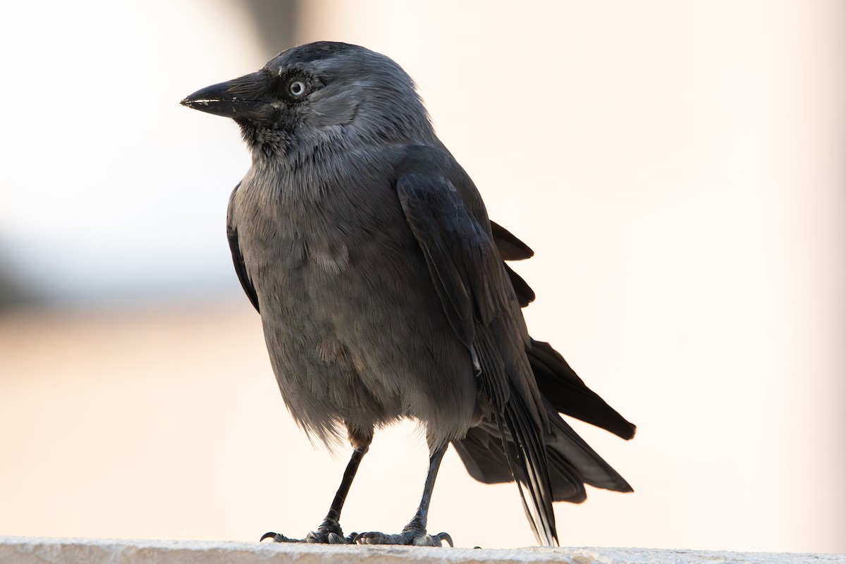 Eurasian Jackdaw - ML645041984