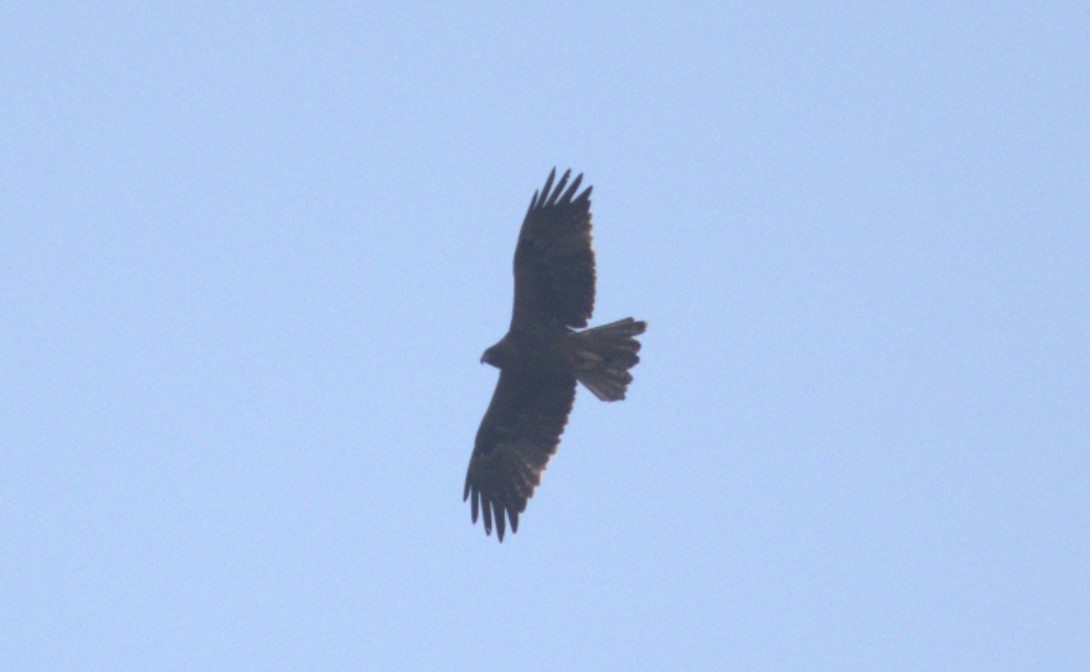 靴隼鵰 - ML645041985