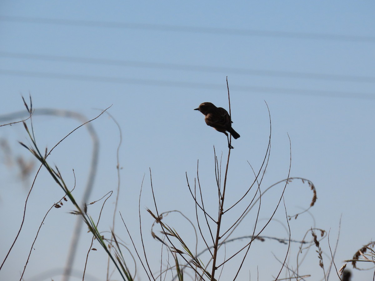 European Stonechat - ML645041986