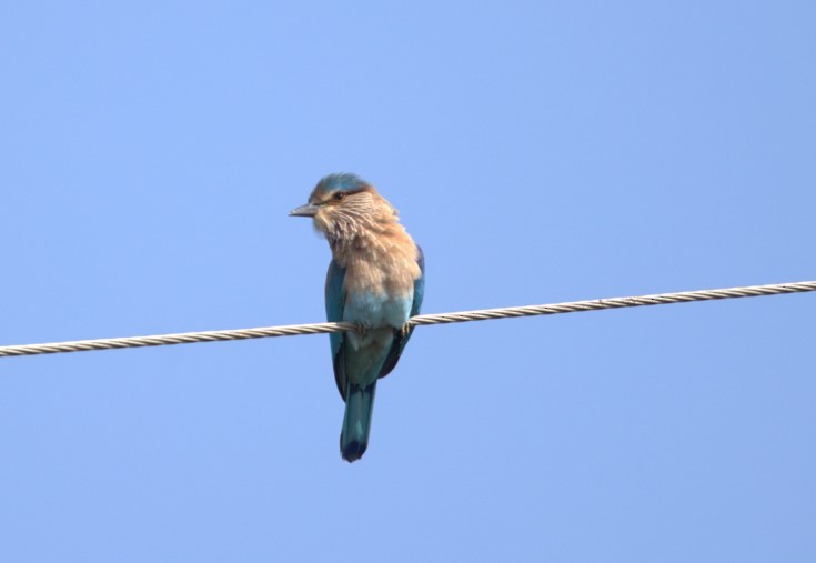 Indian Roller - ML645041993