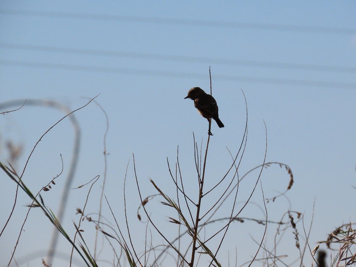 European Stonechat - ML645041996