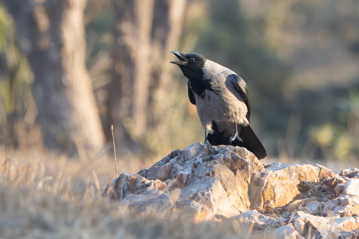 Hooded Crow - ML645041997