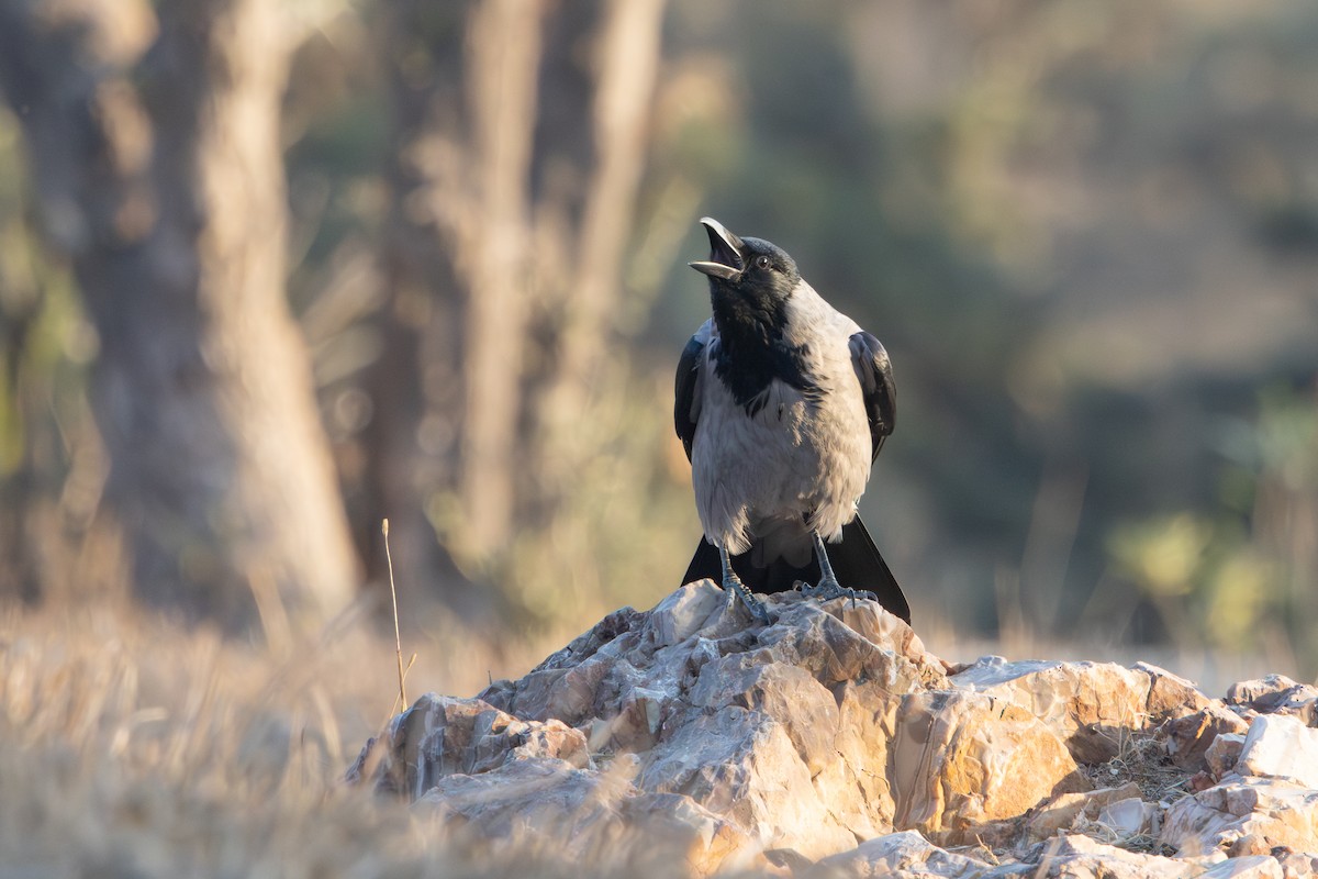 Hooded Crow - ML645041998