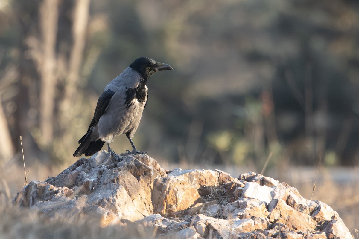 Hooded Crow - ML645041999