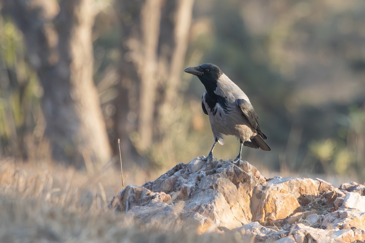 Hooded Crow - ML645042000