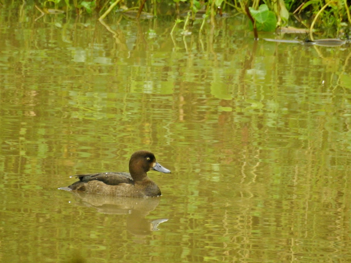 鳳頭潛鴨 - ML645042001