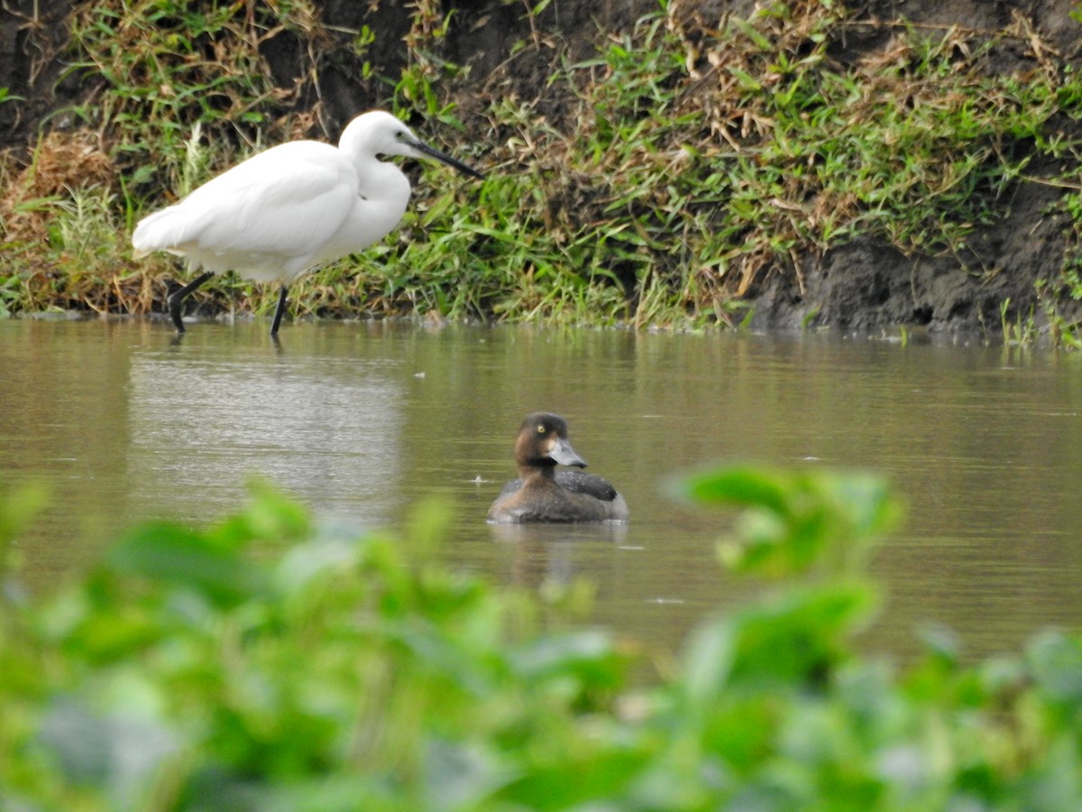 鳳頭潛鴨 - ML645042002
