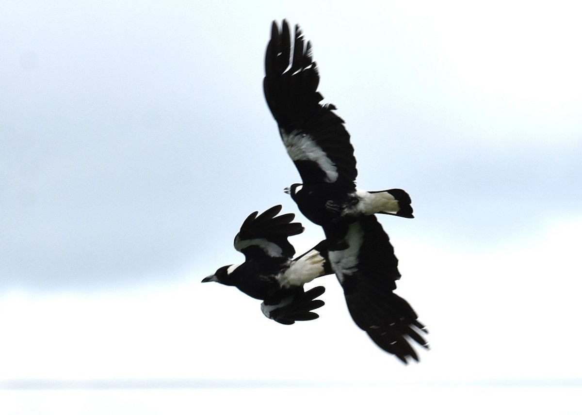 Australian Magpie - ML645042003